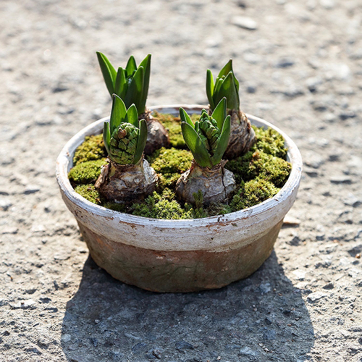 히아신스 _ Hyacinthus &#039;Hyacinth&#039;